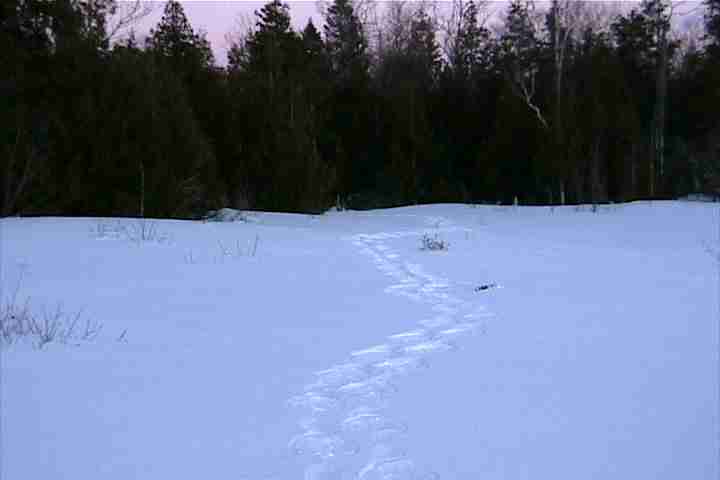 Snowshoe trail along the beach and through the woods, Manitoulin Island, Northern Ontario Canada