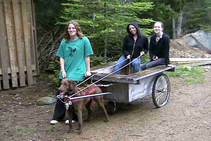 Dog cart races at vacation rental by owner on Manitoulin Island Ontario Canada