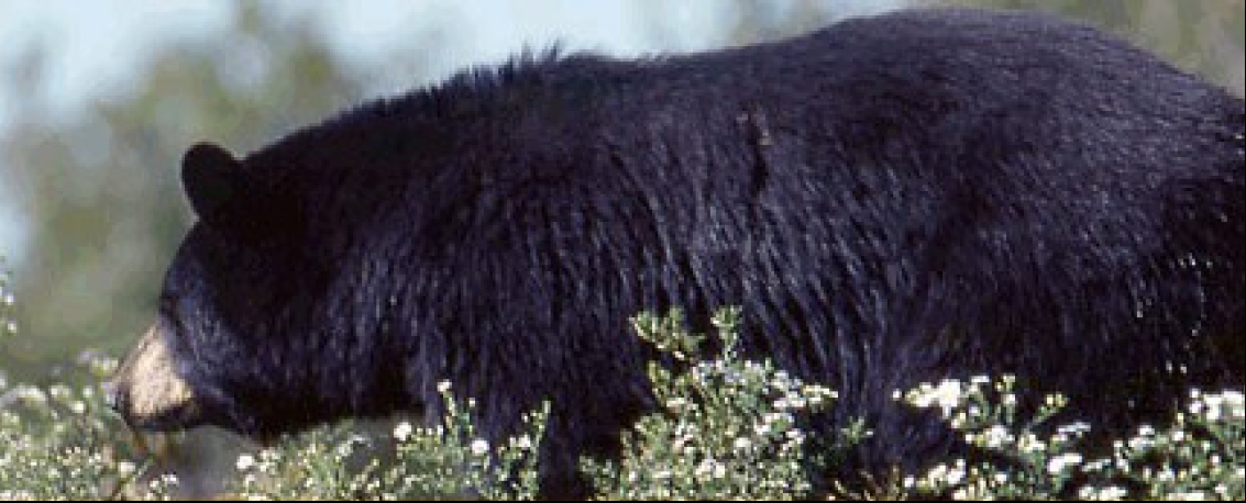 Ontario black bear