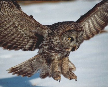 Great Gray Owl from bird watching vacation at BBay's beach house vacation rental cottage on Manitoulin Island, Ontario Canada