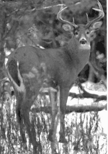 small 6 pt. buck