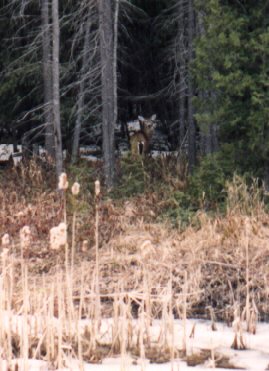 deer hiding in woods
