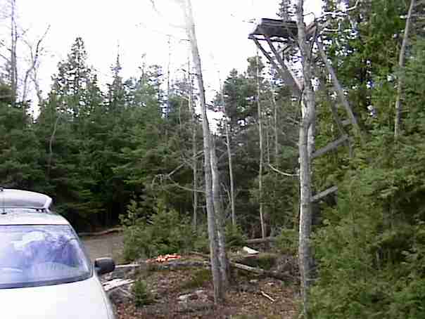 Tree stand on West side of property for bear hunting
