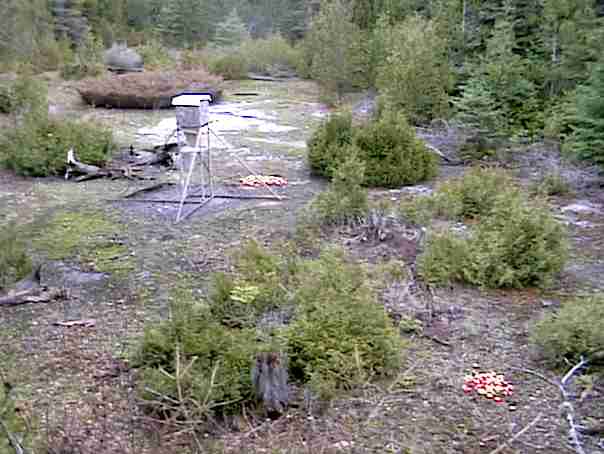 View of bear feeder from tree stand for bear hunting