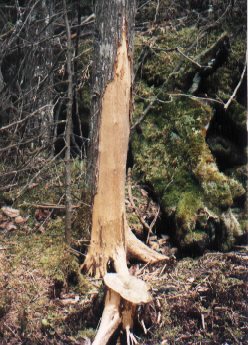 deer scrape