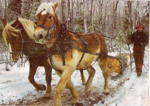 Winter logging with team of Belgians